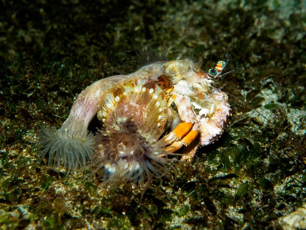 Caranguejo debaixo do mar — Fotografia de Stock