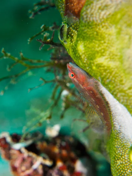 Pesce di mare anemone — Foto Stock