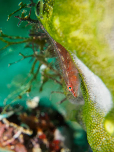 Gobyfish on the sea anemone — Stock Photo, Image