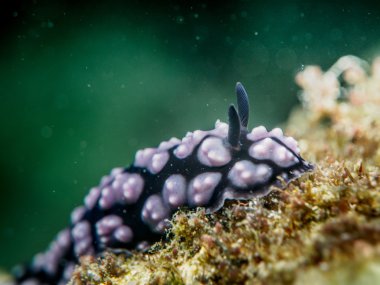 omurgasızını deniz altında