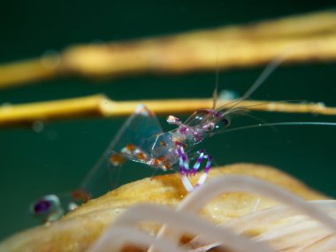 Deniz anemone ile karides