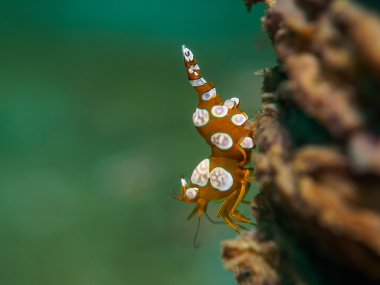 Deniz anemone ile karides