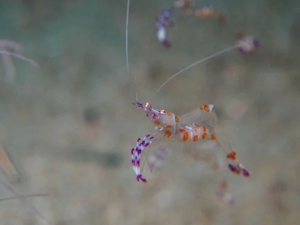 Shrimp with sea anemone — Stock Photo, Image