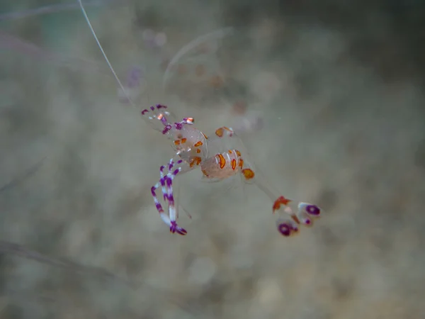 Shrimp with sea anemone — Stock Photo, Image