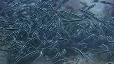 Plotosus lineatus unter deniz