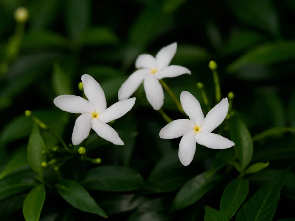 White flower  Wildflower in the Philippines — Stock Photo, Image