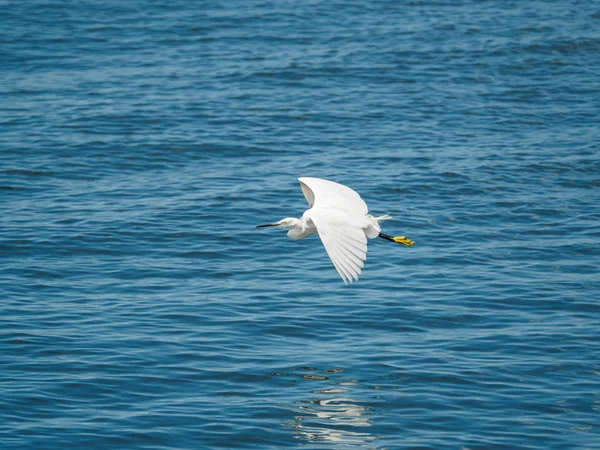 Garça no mar — Fotografia de Stock