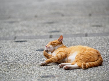 Tayvan sevimli kedi