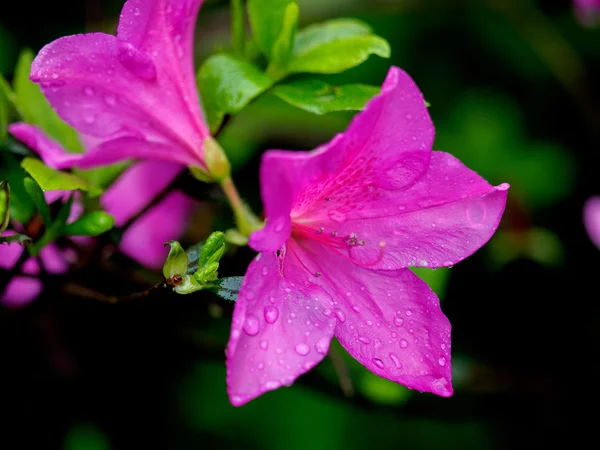 Flor de lírio com chuva — Fotografia de Stock