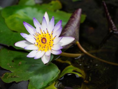 Lotus çiçeği göl kenarında