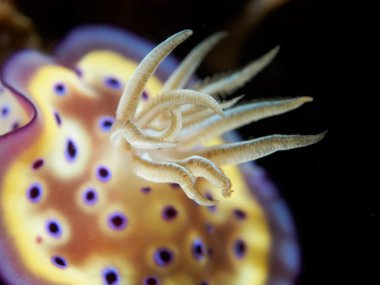 omurgasızını, sualtı, Filipinler