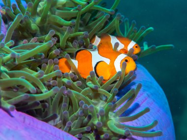 Anemone balıklar, sualtı, Filipinler