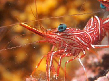 Deniz altında karides