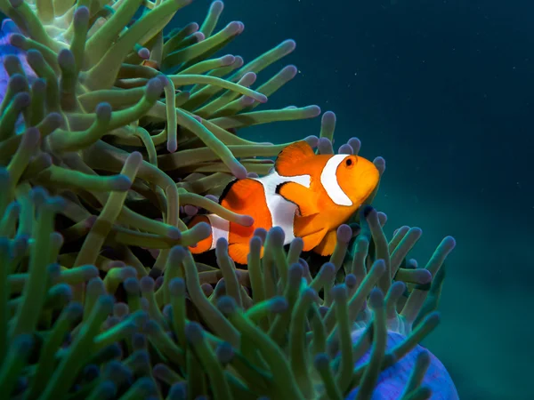 Anemone balıklar, sualtı, Filipinler