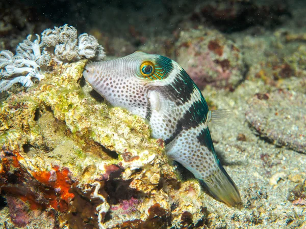 blowfish under the sea