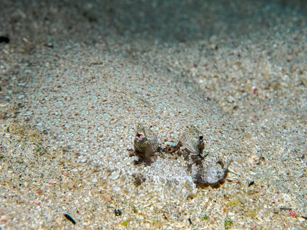 Flatfish under the sea — Stock Photo, Image