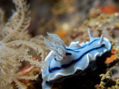 omurgasızını, sualtı, Filipinler