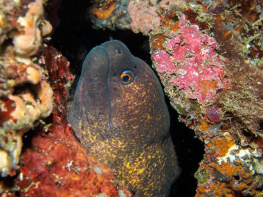 Moray eles deniz altında