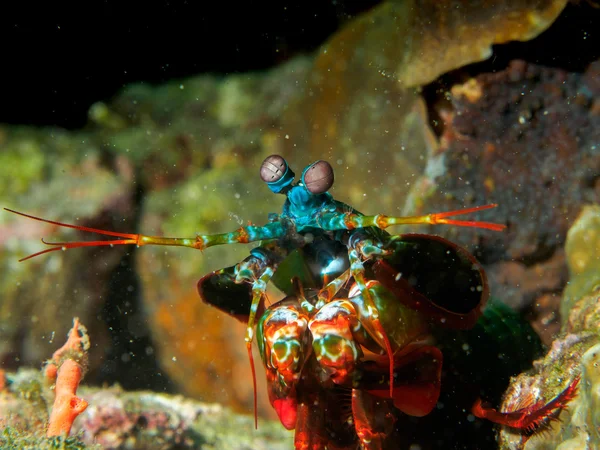 Deniz altında Mantis