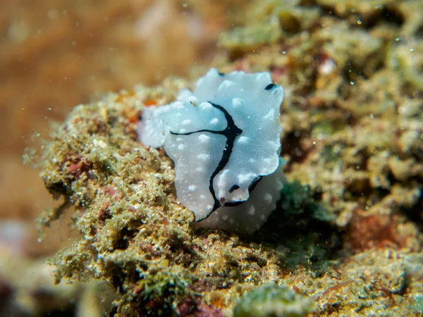 Nudibranch na pod vodou, Filipíny — Stock fotografie