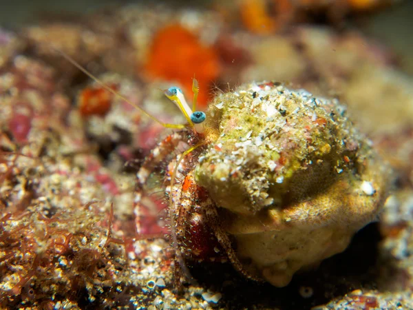 hermit crab under the sea