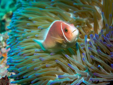 Anemone balıklar, sualtı, Filipinler