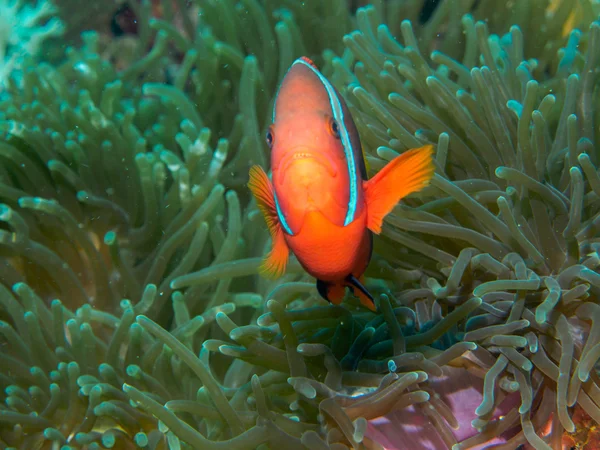 Pesce anemone sott'acqua, filippini — Foto Stock