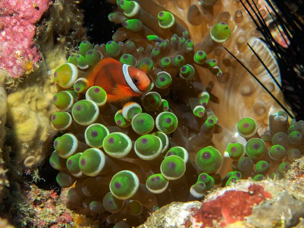 Poissons anémones sous-marins, philippines — Photo