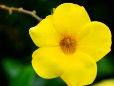 Türkiye kır çiçekleri