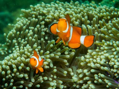 Anemone balıklar, sualtı, Filipinler