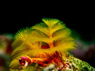 Noel ağacı solucanını deniz altında