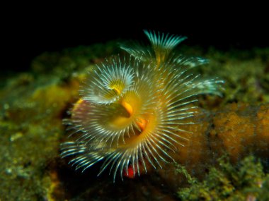 Noel ağacı solucanını deniz altında