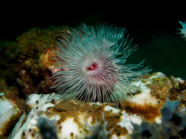 Noel ağacı solucanını deniz altında