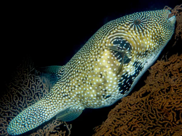 Blowfish pod mořem — Stock fotografie