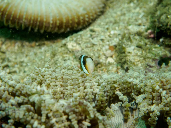 Poissons anémones sous-marins, philippines — Photo