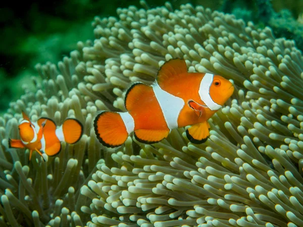 Anemone fish at underwater, philippines — Stock Photo, Image