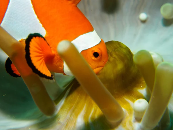 Peixe anêmona no subaquático, filipinas — Fotografia de Stock