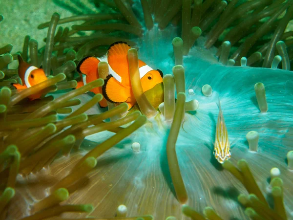 Anemone fish at underwater, philippines — Stock Photo, Image