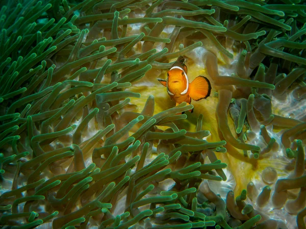 Poissons anémones sous-marins, philippines — Photo