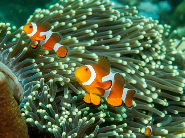 Anemone fish at underwater, philippines — Stock Photo, Image