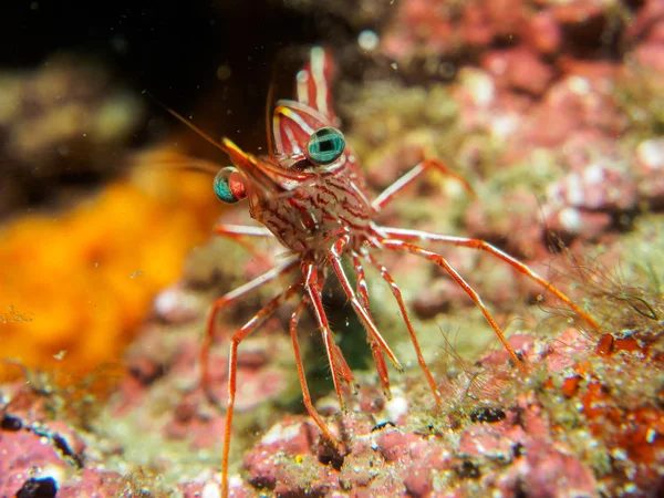shrimp under the sea