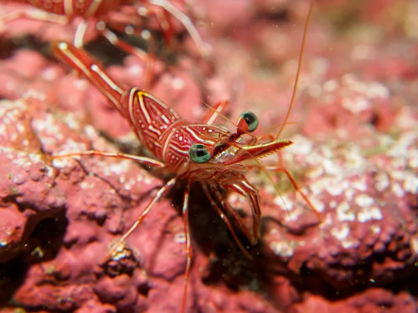 Camarones bajo el mar — Foto de Stock