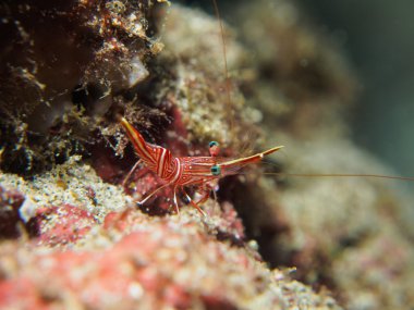 Sualtı Hingebeak karides