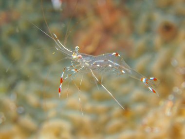 ghost shrimp with coral clipart