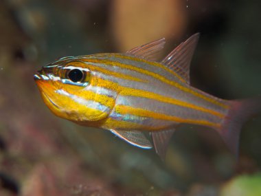 Sarı çizgili Kardinal balık