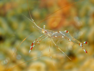 ghost shrimp in underwater clipart