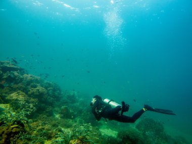 Anilao içinde dalış Sucba