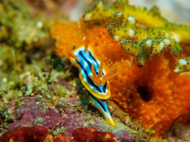 mercan üzerinde küçük omurgasızını