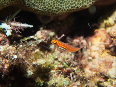 kaya balığı balık Yüzme