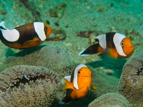 Anemonowa ryba w morskiego anemonu — Zdjęcie stockowe